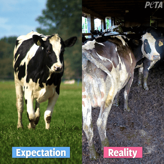 Can Dairy Consumption and Compassion Coexist?