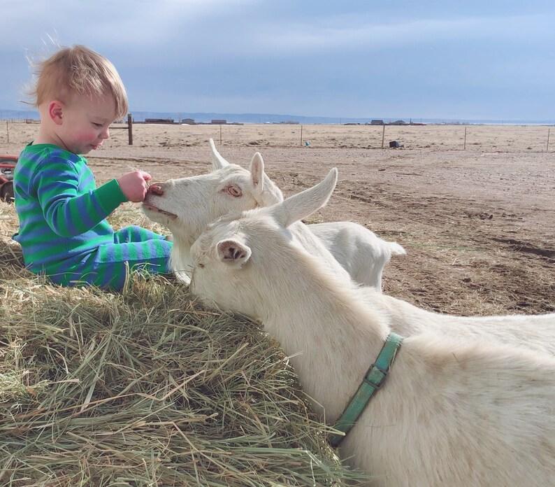 4 Vegan and Cruelty-Free Alternatives to Goat Milk Skincare Products